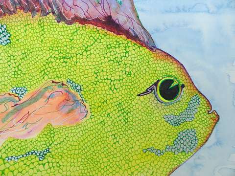 Yellow fish i
