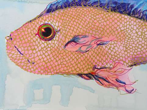 Pink fish i