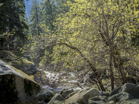 Leaves of spring