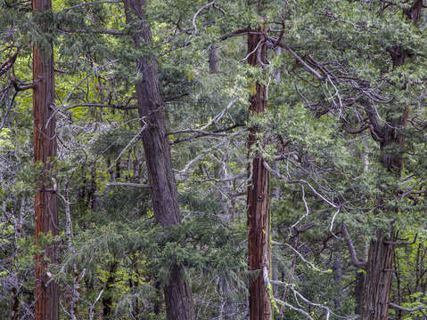 Spring forest