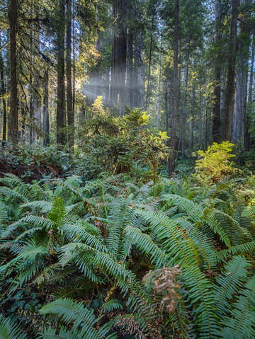 Morning in the redwoods