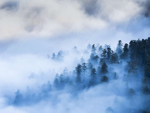 Valley fog and redwoods