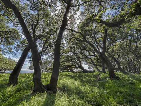 Oak grove