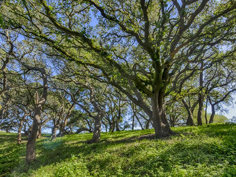 Intertwining oaks