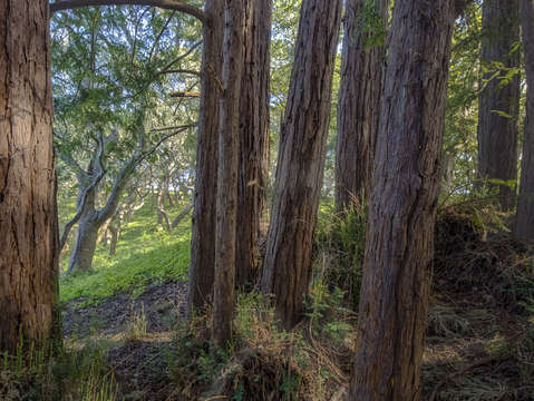 Redwoods and oak grove