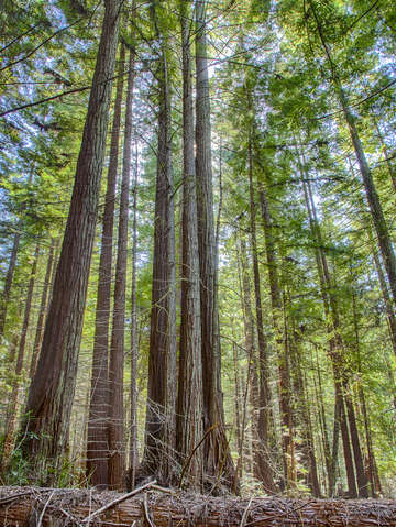 Tall redwoods