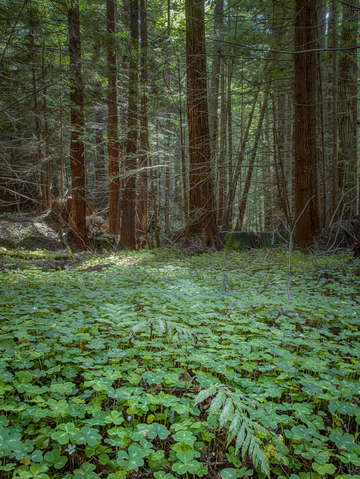Forest floor