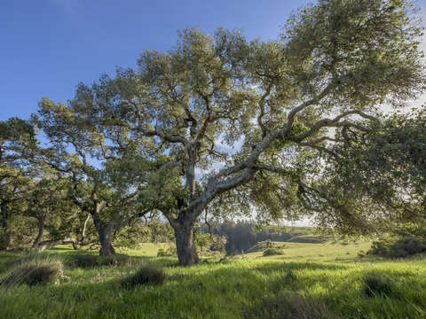 Oak trees