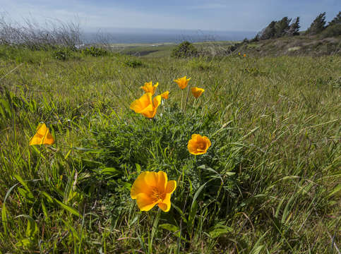 California poppies