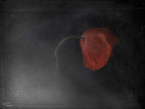 Poppy 4