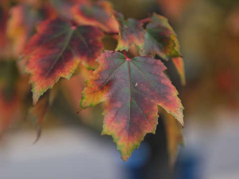 Colorful fall leaves