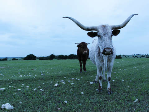 Longhorn steer