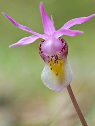 Calypso orchid