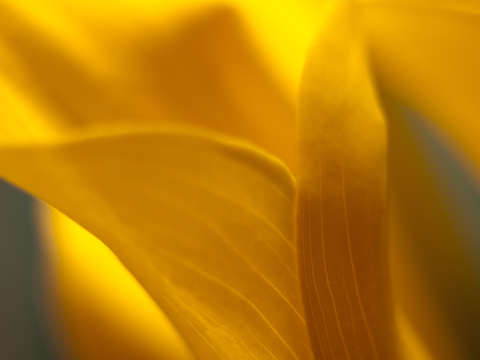 Cala lillies
