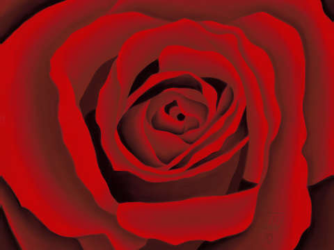 Red rose 2