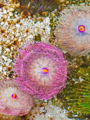 Three anemones