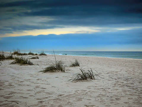 Beach grasses