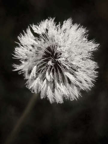 Water drops on dandelion flower