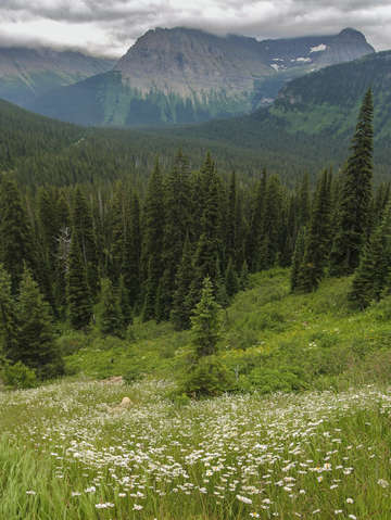 Wildflowers in glacier national park
