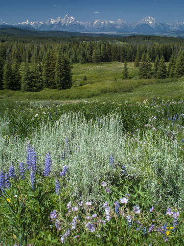 Wildflowers and the teton range