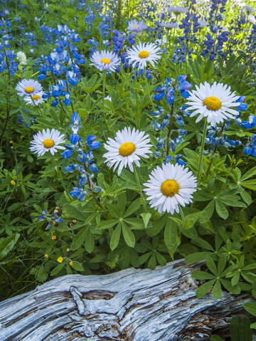 Wildflowers mount rainier