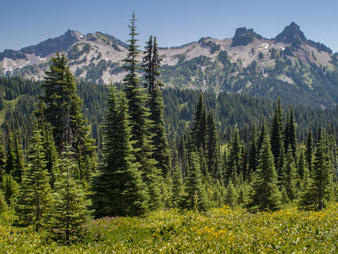 Meadow and pines rainier national park