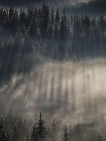 Long shadows of trees