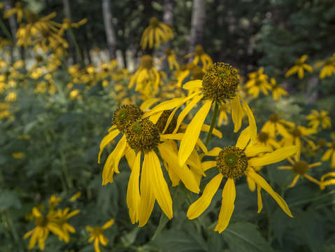 Spring in the rocky mountains