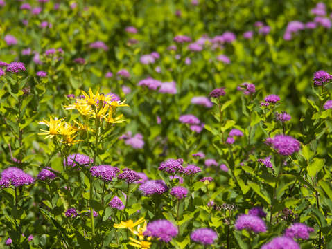 Spring wildflowers in paradise