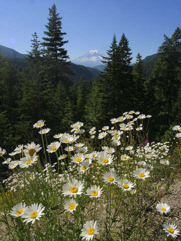 On the way to mount rainier