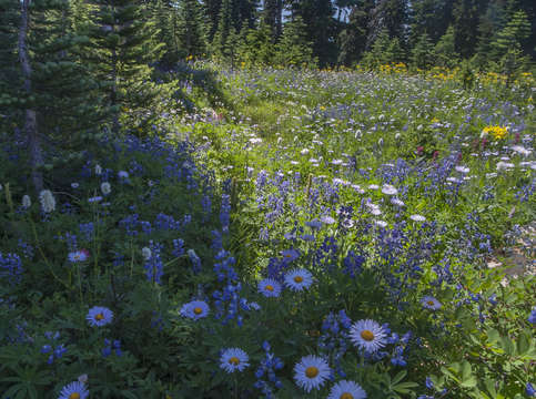 Wildflower meadow 2