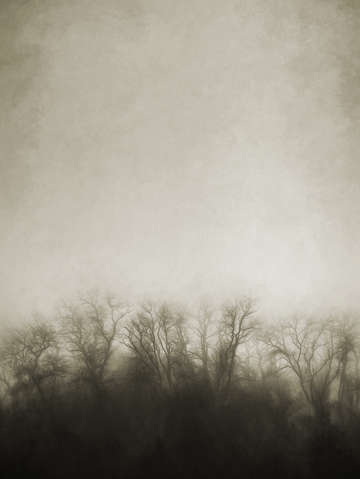 Dark foggy wood