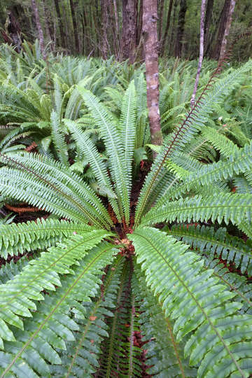 Kepler ferns