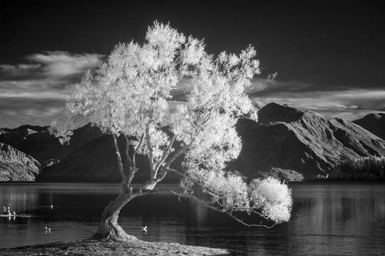 Willow tree 2