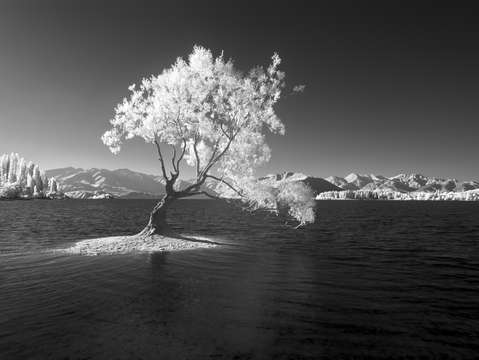 The glowing tree