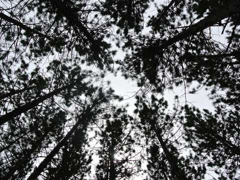 A walk in the woods 5