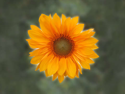 Single sunflower v2