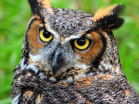 Owl eyes