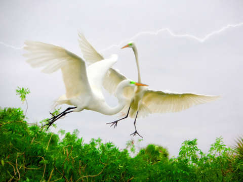 White fight