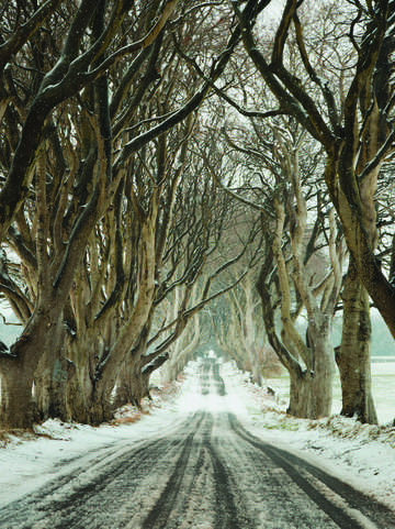 The dark hedges