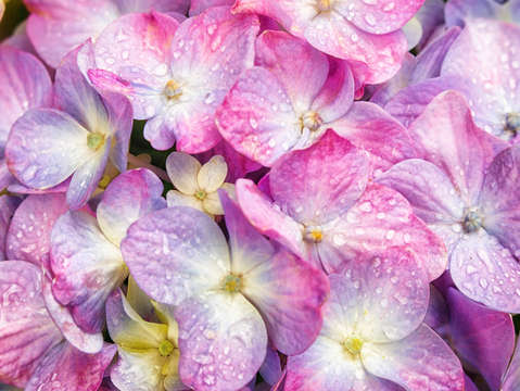 Hydrangea 3