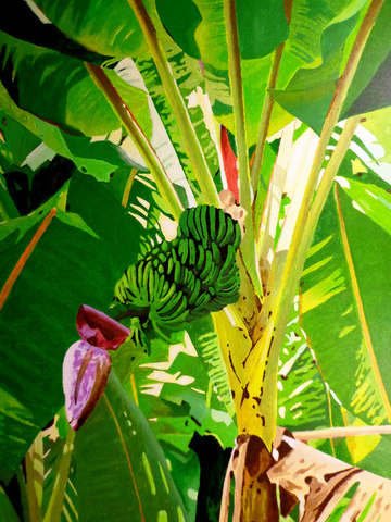 The banana tree