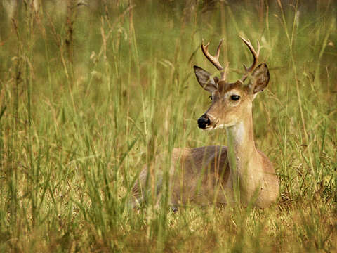 Buck at rest