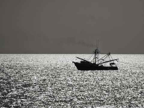Shrimper