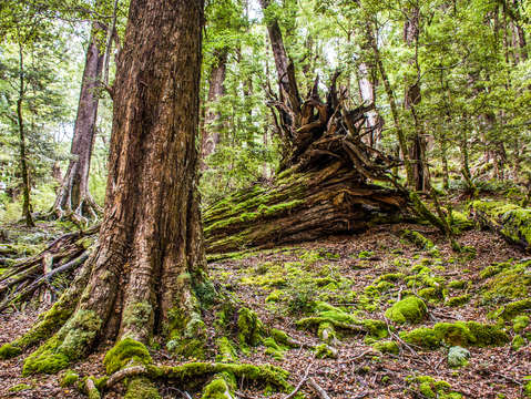 Fallen tree 2