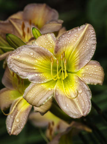 Lily and rain drops
