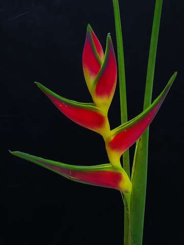 Helliconia