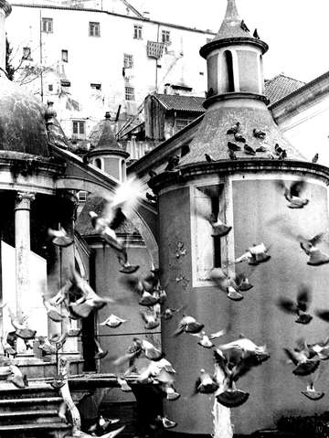 Birds Lisbon, Portugal
