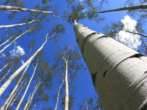 Aspen trees reaching to the sky