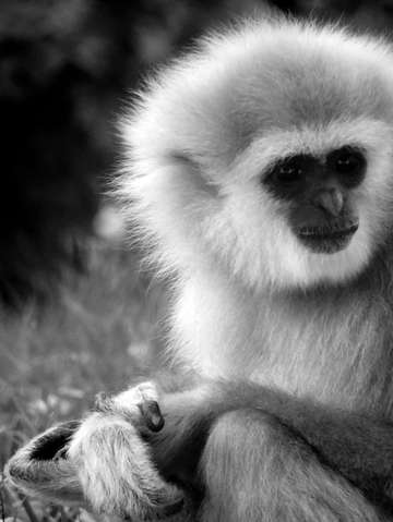 Gibbon